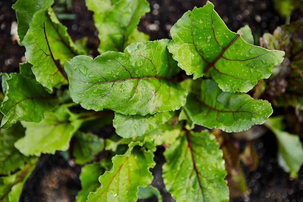 Topsoil Kitchen & Market | restaurant | 13 S Main St, Travelers Rest, SC 29690, USA | 8646102281 OR +1 864-610-2281