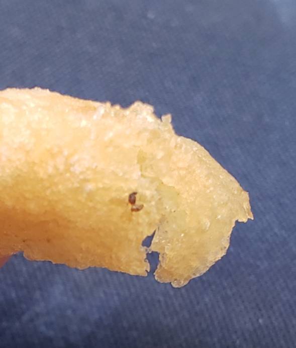 China Chef | restaurant | 1323 FL-7, North Lauderdale, FL 33068, USA | 9549717188 OR +1 954-971-7188