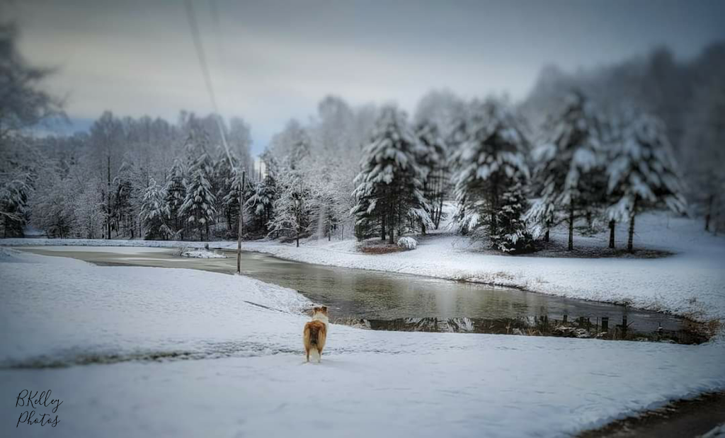 Deer Park Inn | restaurant | 236 Haynes Drive, Buckhannon, WV 26201, USA | 3044723221 OR +1 304-472-3221