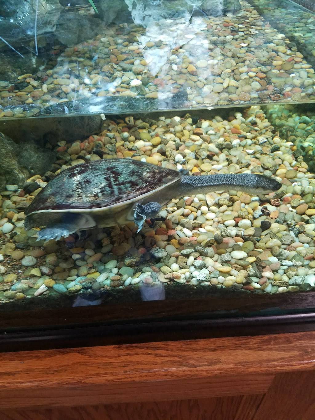 Dickeys Barbecue Pit | restaurant | 1989 Colonial Pkwy, Fort Worth, TX 76110, USA | 8177597500 OR +1 817-759-7500