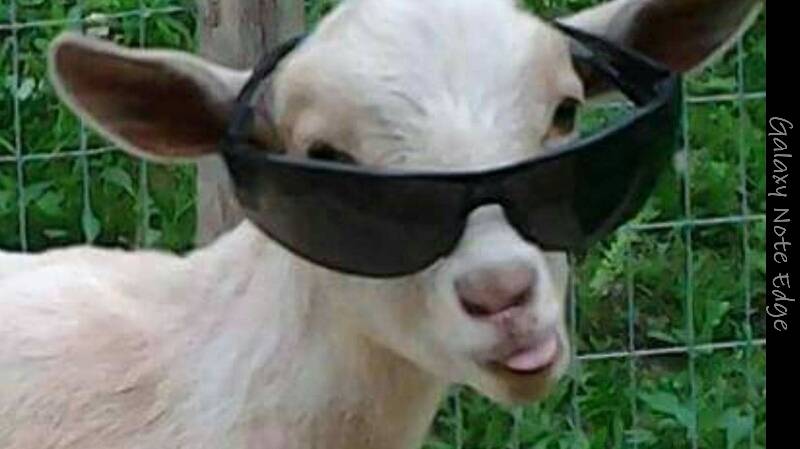 Laa mushkila restaurant | restaurant | 6258 N Clark St, Chicago, IL 60660, USA | 7737393300 OR +1 773-739-3300