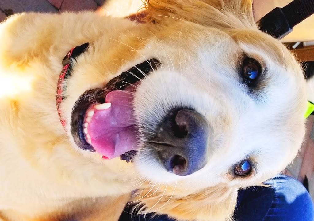 Wet Dog Tavern | restaurant | 2100 Vermont Ave NW, Washington, DC 20001, USA | 2022343334 OR +1 202-234-3334