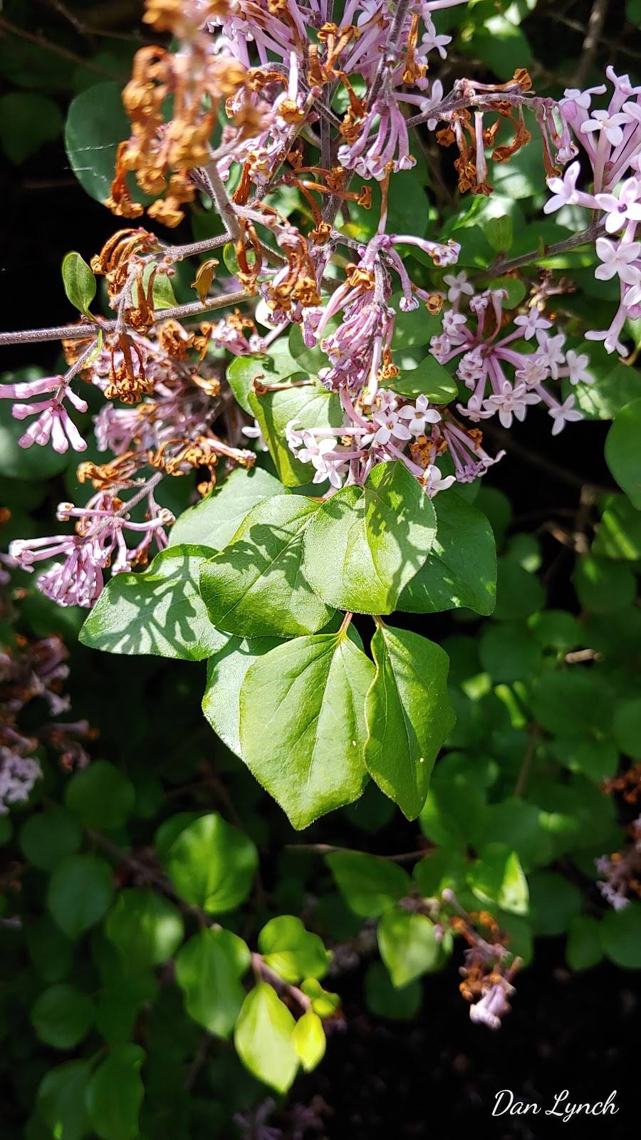 Catherines In the Park | restaurant | 58 Roosevelt Dr, Saratoga Springs, NY 12866, USA | 5185834657 OR +1 518-583-4657