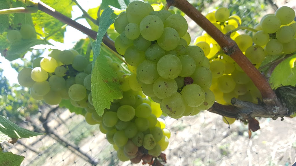 Chardonnay Golf Club | restaurant | 2555 Jameson Canyon Rd, American Canyon, CA 94503, USA | 7072571900 OR +1 707-257-1900