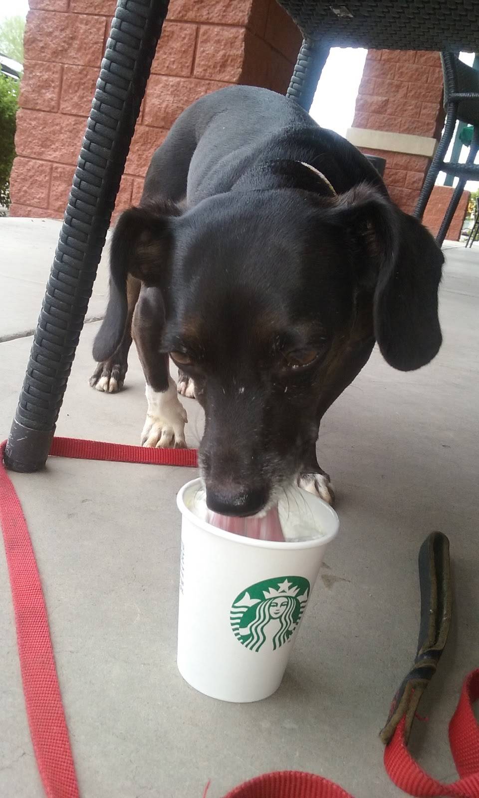 Starbucks | bakery | 4409 E McKellips Rd, Mesa, AZ 85215, USA | 4809854520 OR +1 480-985-4520