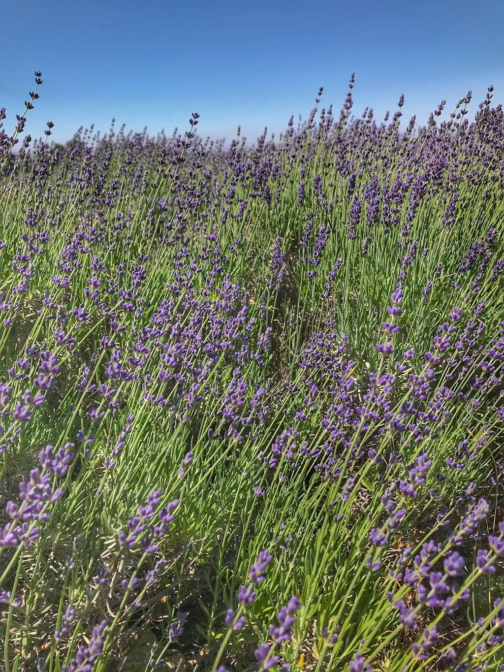 Highland Springs Ranch & Inn | restaurant | 10600 Highland Springs Ave, Cherry Valley, CA 92223, USA | 9518451151 OR +1 951-845-1151