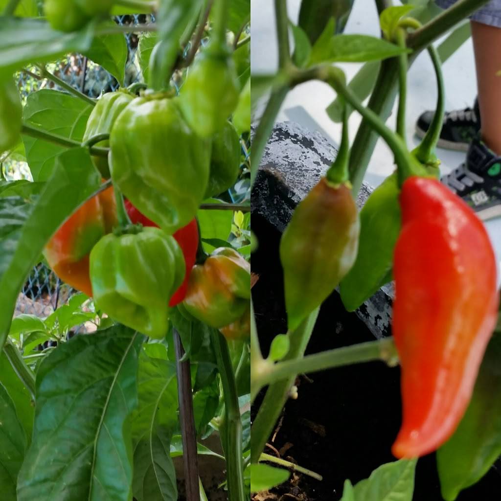 Don Wong Burritos & Tacos | restaurant | 4025 Dorchester Rd #4A, Niagara Falls, ON L2E 6N1, Canada | 2892965997 OR +1 289-296-5997