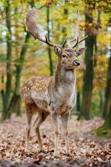 KFC | restaurant | 2317 Battleground Ave, Greensboro, NC 27408, USA | 3362880473 OR +1 336-288-0473