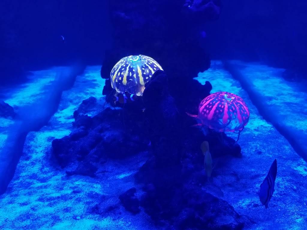 Tokyo Japanese Cuisine | restaurant | 446 N West St, Wichita, KS 67203, USA | 3166367777 OR +1 316-636-7777