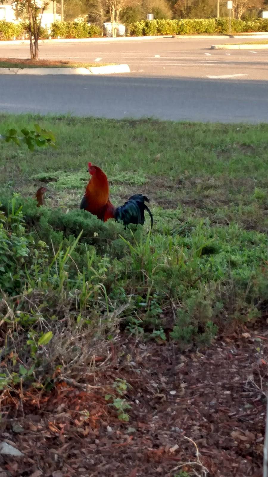 Wendys | restaurant | 541482 US-1, Hilliard, FL 32046, USA | 9042657059 OR +1 904-265-7059