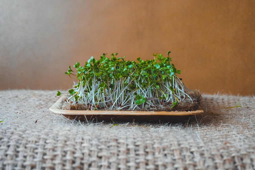 Radical Shoots Microgreens | restaurant | 900 Rosa L Parks Blvd, Nashville, TN 37208, USA | 6263751717 OR +1 626-375-1717