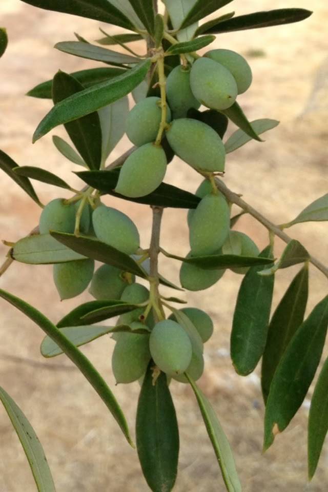 DEVOO Dimitri Extra Virgin Olive Oil | restaurant | 1 W Biddle St, Baltimore, MD 21201, USA | 4438694933 OR +1 443-869-4933