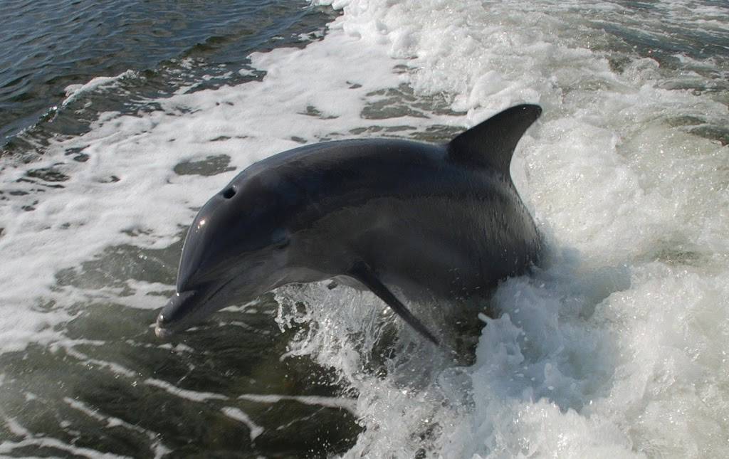 Naples Princess | restaurant | 550 Port O Call Way, Naples, FL 34102, USA | 2396492275 OR +1 239-649-2275