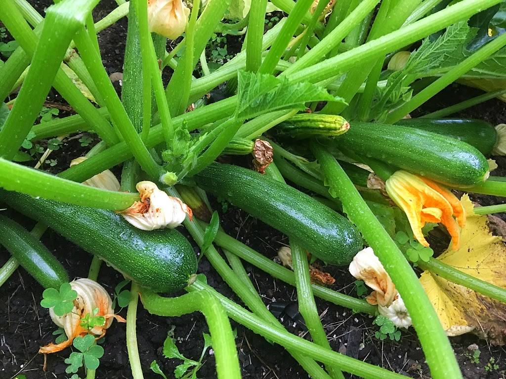 Napoli Pizza | meal delivery | 444 S 1st St, Bangor, PA 18013, USA | 6105881455 OR +1 610-588-1455