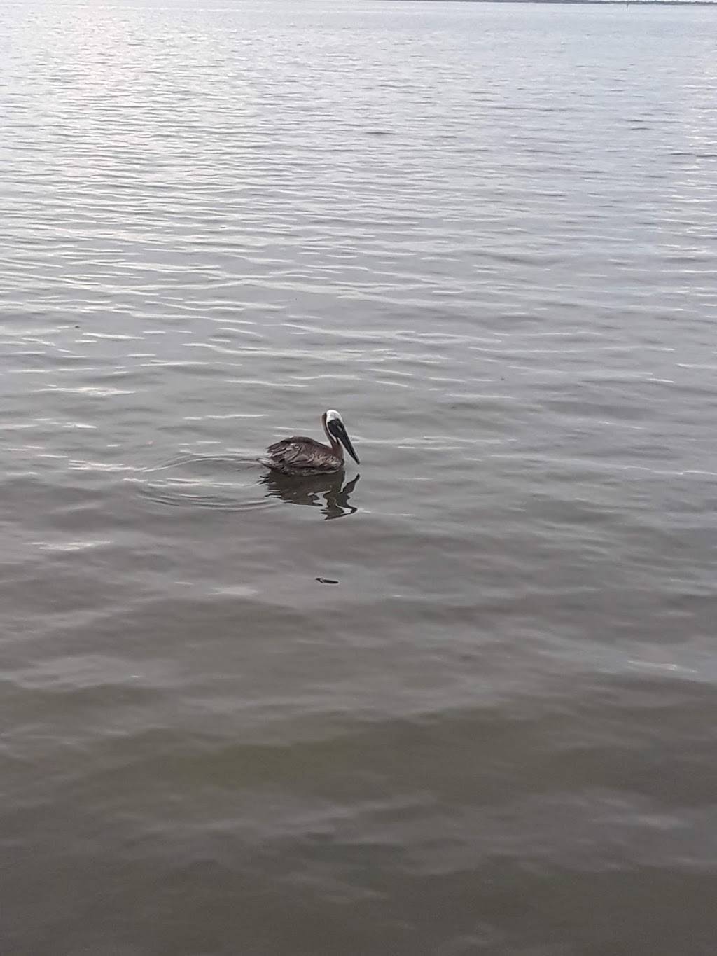 Captain Butchers Restaurant | restaurant | 1732 Indian River Dr, Sebastian, FL 32958, USA | 7729184229 OR +1 772-918-4229