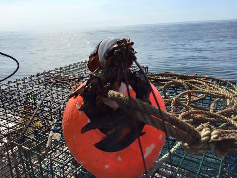 Captain Bobs Lobster Tours & Fishing Charters | restaurant | 1 Ocean Blvd, Hampton, NH 03842, USA | 6032311698 OR +1 603-231-1698