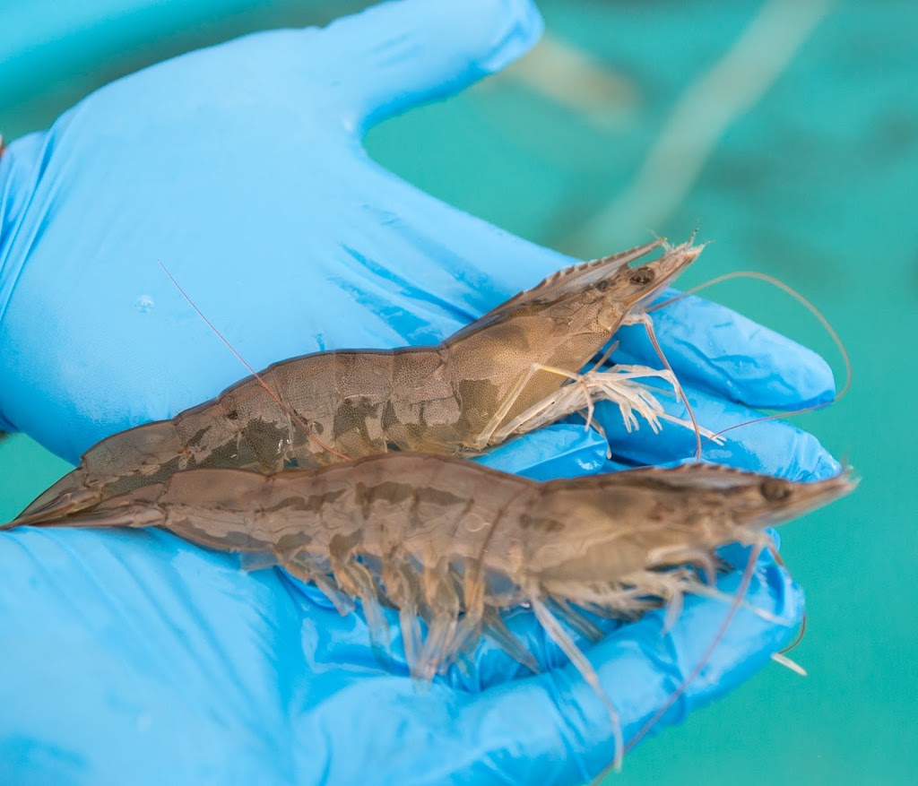American Mariculture, Inc. Sun Shrimp | restaurant | 9703 Stringfellow Rd, St James City, FL 33956, USA | 2392604720 OR +1 239-260-4720