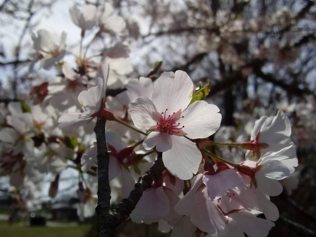 Smoothie King | restaurant | 8710 Krefeld Dr, Charlotte, NC 28227, USA | 7048461665 OR +1 704-846-1665