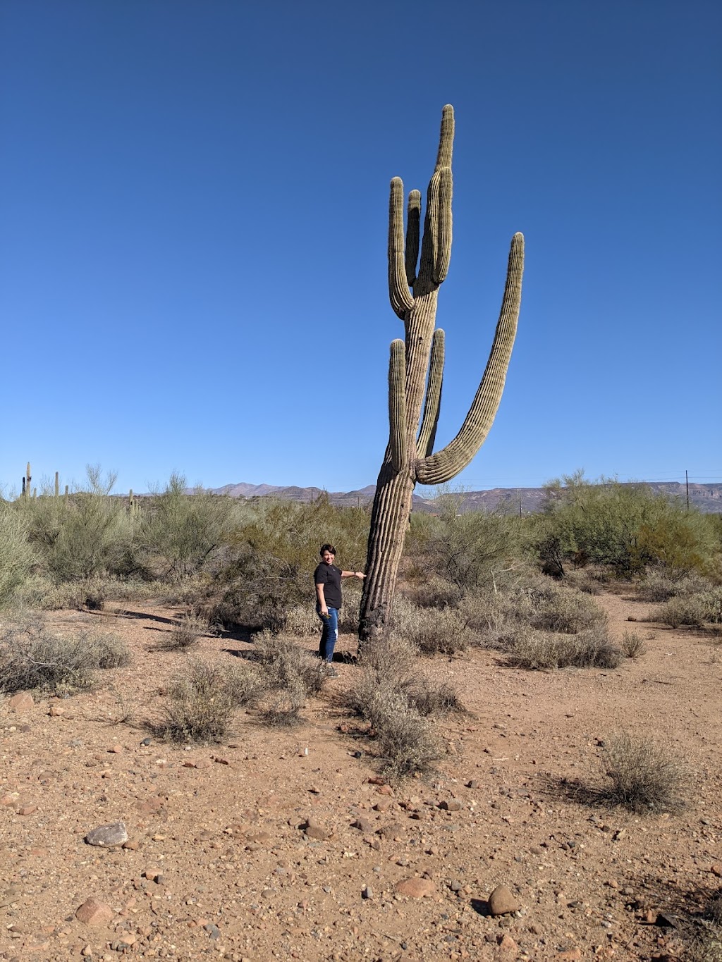 Shell | restaurant | 3906 W New River Rd, New River, AZ 85087, USA | 6234659773 OR +1 623-465-9773