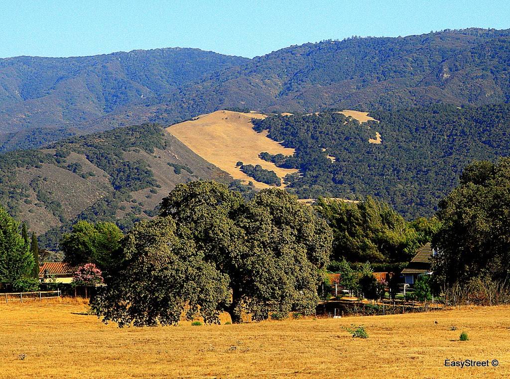 The Willows | restaurant | 3400 East Highway 246, Santa Ynez, CA 93460, USA | 8056860855 OR +1 805-686-0855