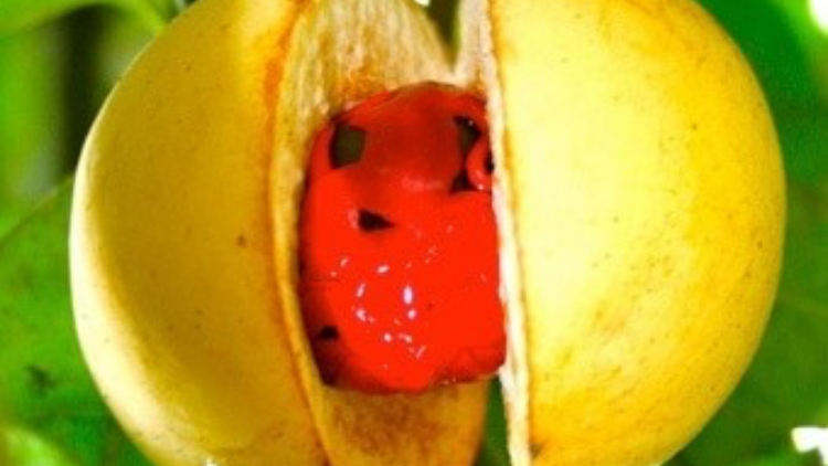 The Rivers Restaurant and Bar | restaurant | 1602 Eglinton Ave W, York, ON M6E 2G8, Canada | 6477393612 OR +1 647-739-3612