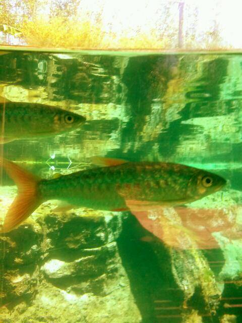 Little Caesars Pizza | meal takeaway | 2468 Blanding Blvd, Middleburg, FL 32068, USA | 9042912000 OR +1 904-291-2000