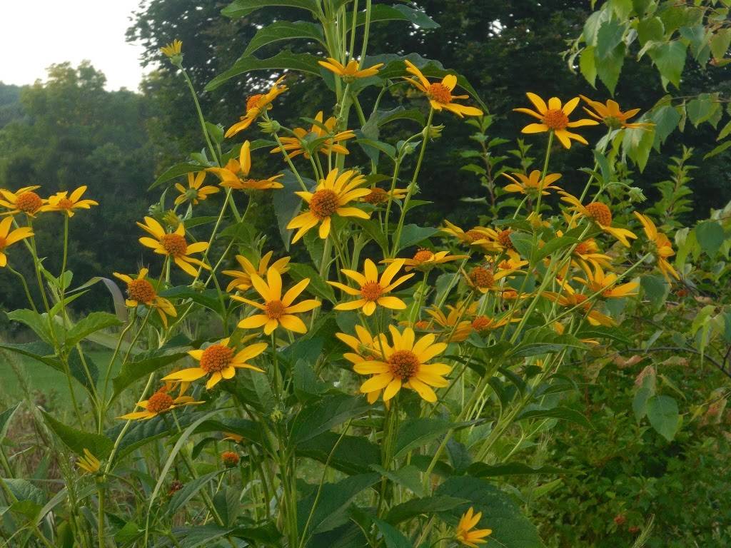 The Meadows Golf Center and All American BBQ | restaurant | 42565 NY-28, Margaretville, NY 12455, USA | 8455864104 OR +1 845-586-4104