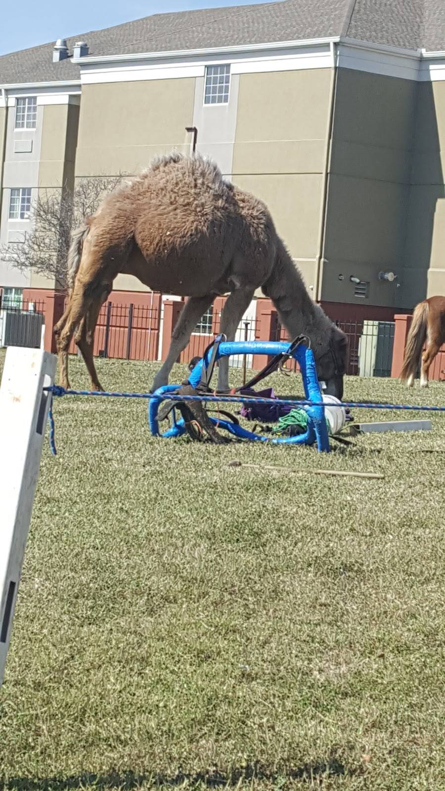 Wingstop | restaurant | 4918 Ayers St Ste 102, Corpus Christi, TX 78415, USA | 3618509464 OR +1 361-850-9464