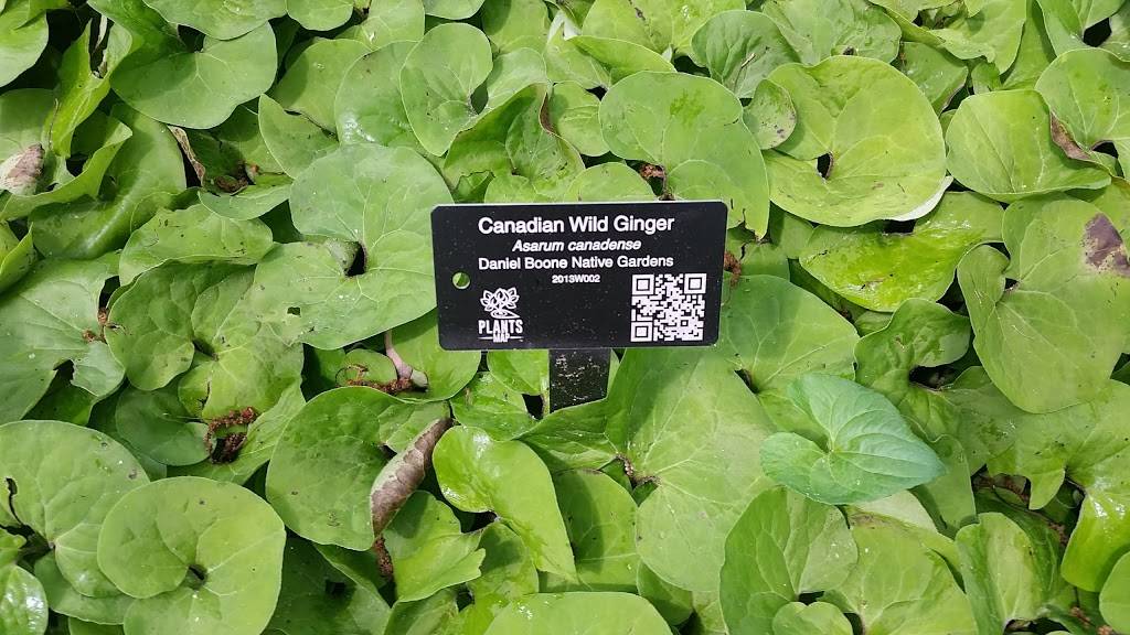 Hardees | restaurant | 610 Blowing Rock Rd, Boone, NC 28607, USA | 8282643414 OR +1 828-264-3414