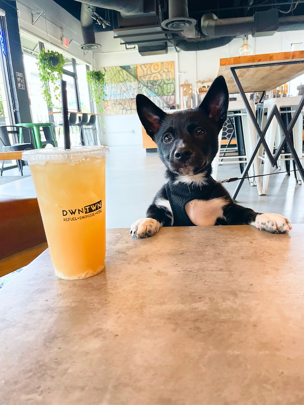 DWNTWN Social at SVB | cafe | 6585 Simons Rd, Zephyrhills, FL 33541, USA | 4074975171 OR +1 407-497-5171