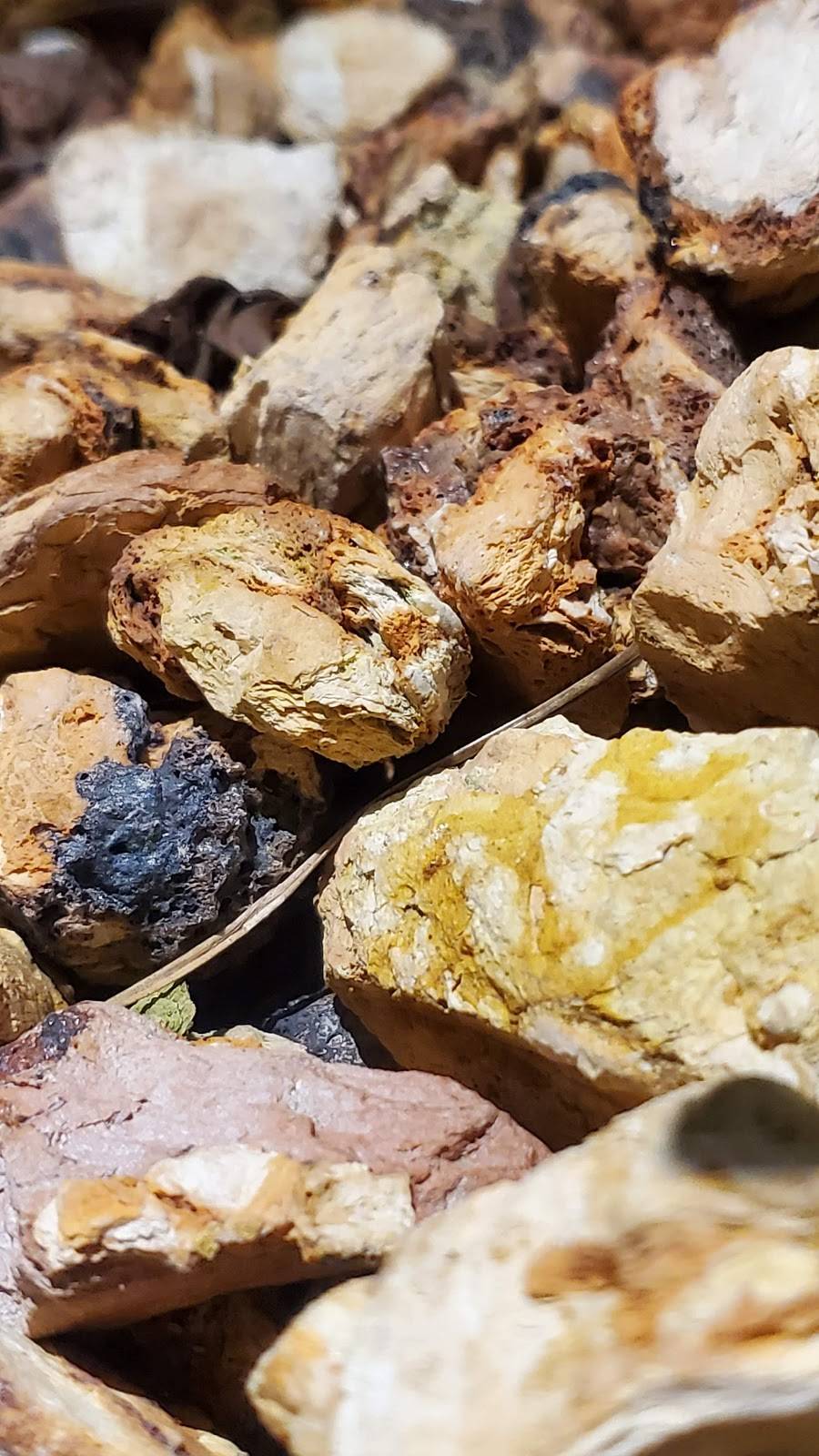 The Brass Tap | restaurant | 2738 S Delsea Dr, Vineland, NJ 08360, USA | 8568392514 OR +1 856-839-2514