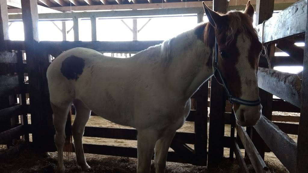 Sugarcreek Stockyard | restaurant | 102 Buckeye St, Sugarcreek, OH 44681, USA | 3308311720 OR +1 330-831-1720