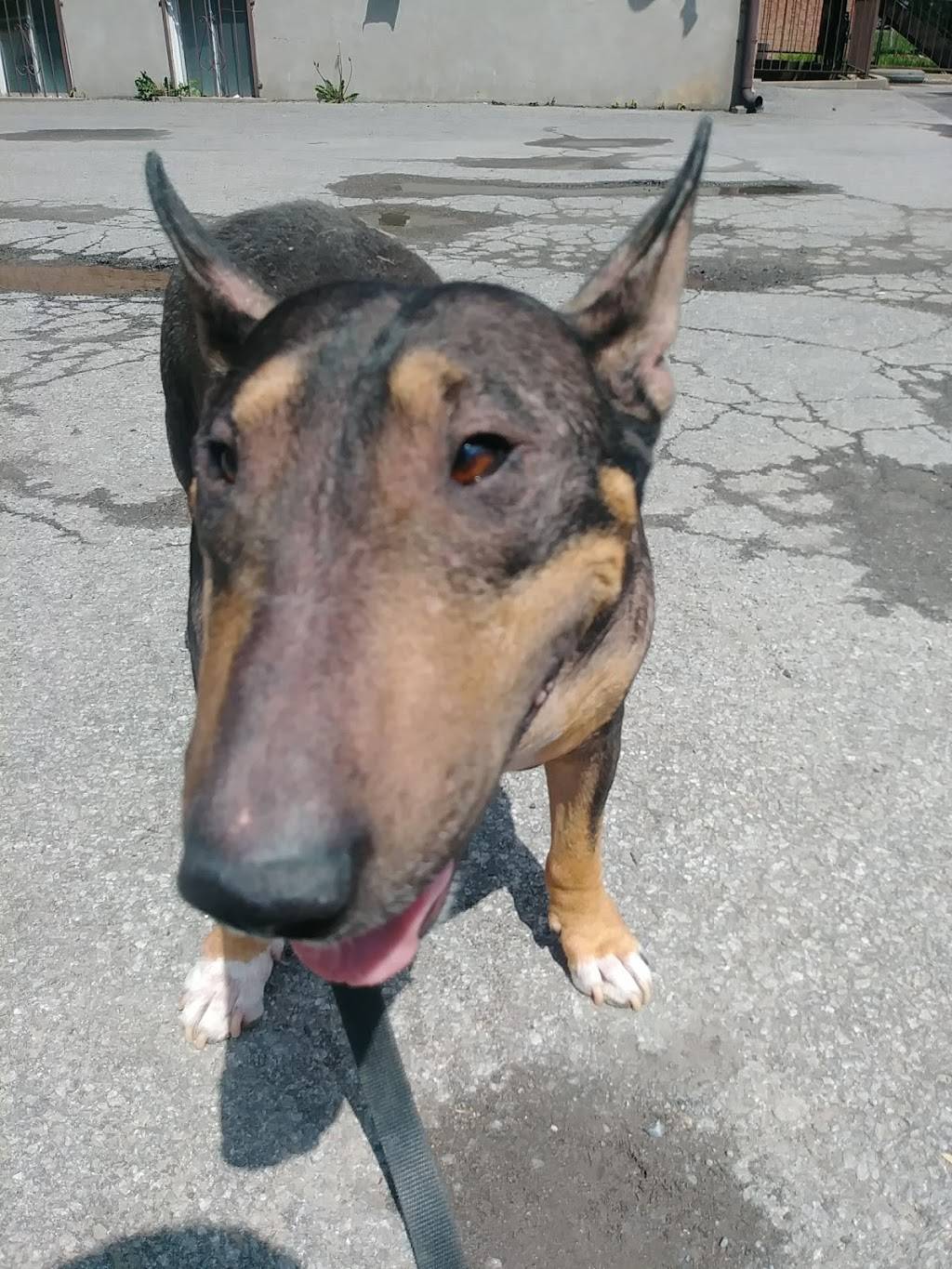 Hollywood Pizzeria | restaurant | 8011 Avenue Blaise-Pascal, Montréal, QC H1E 3X7, Canada | 5144949407 OR +1 514-494-9407