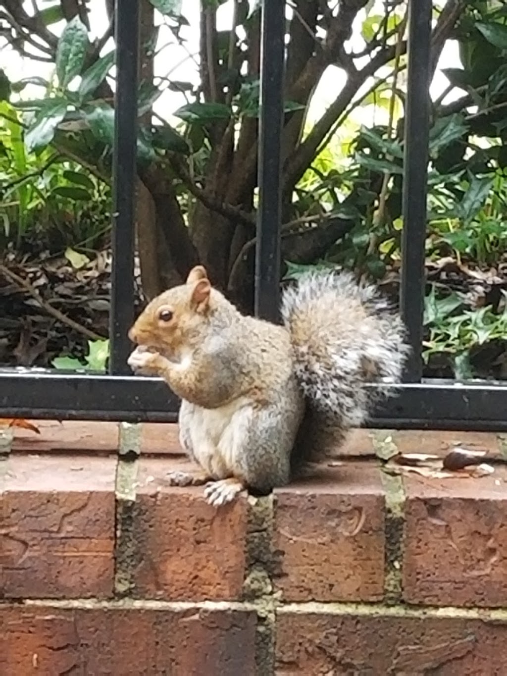 Starbucks | cafe | 650 Ponce De Leon Ave NE, Atlanta, GA 30308, USA | 4048159624 OR +1 404-815-9624