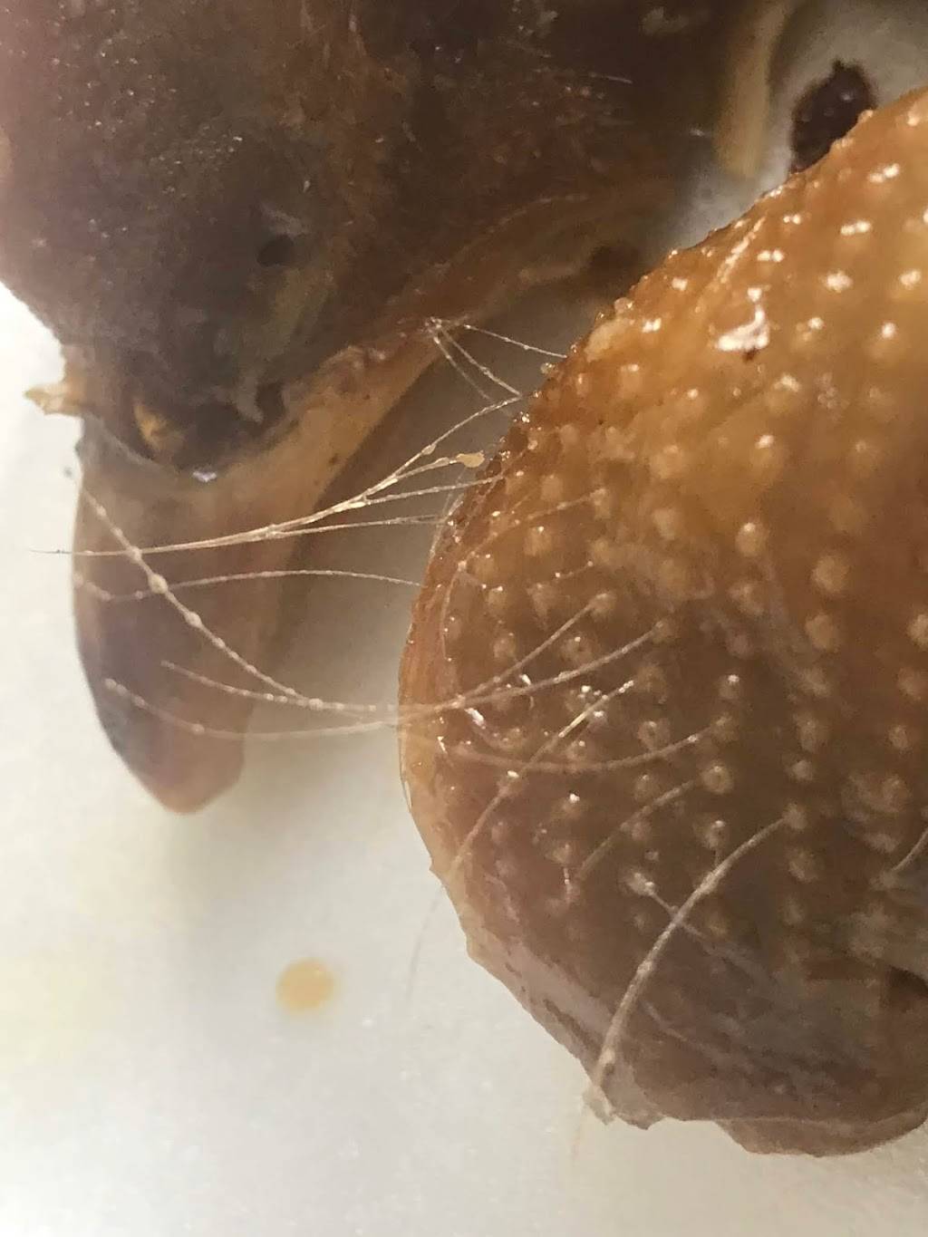 Bolsa BBQ | restaurant | 8938 Bolsa Ave, Westminster, CA 92683, USA | 7149032485 OR +1 714-903-2485