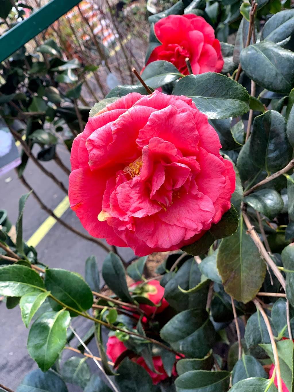 Tropical Smoothie Cafe | restaurant | 625 W Crossville Rd, Roswell, GA 30075, USA | 4702826525 OR +1 470-282-6525