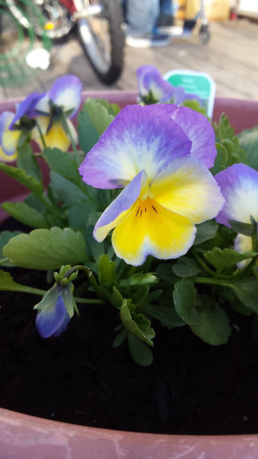 Brasserie du Parc (Golf-O-Max) | restaurant | 923 Rue Georges, Gatineau, QC J8L 2E4, Canada | 8199861282 OR +1 819-986-1282