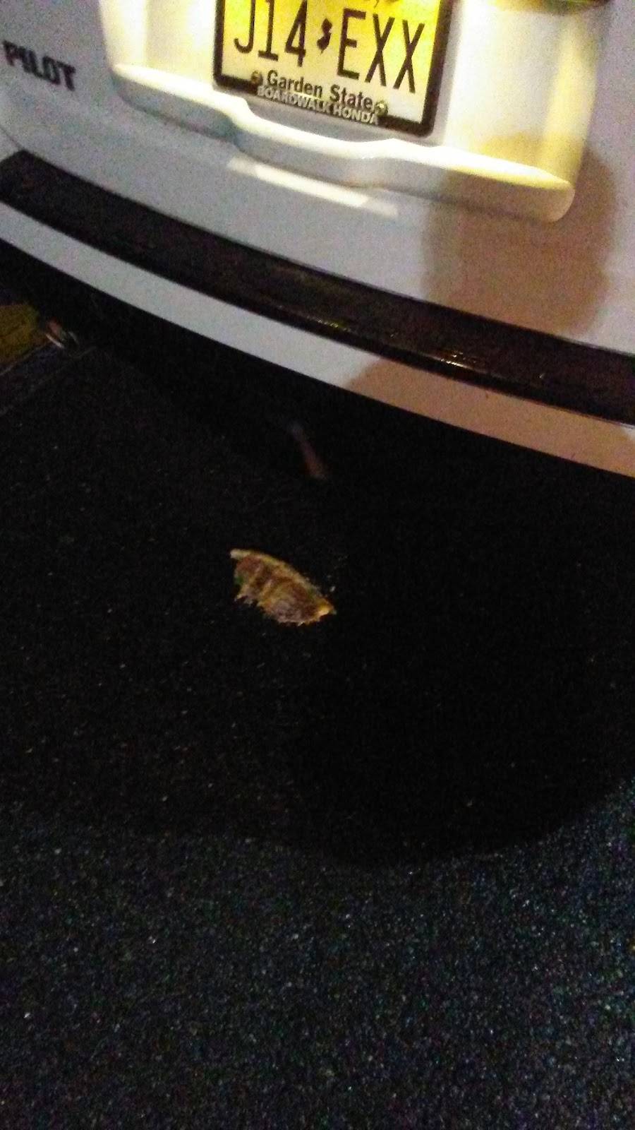 Naples Pizza & Restaurant | restaurant | 425 W Main St, Little Egg Harbor Township, NJ 08087, USA | 6092961313 OR +1 609-296-1313