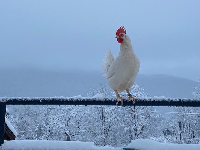 RambleBramble Farm | restaurant | 1340 Carse Rd, Huntington, VT 05462, USA | 8024342626 OR +1 802-434-2626