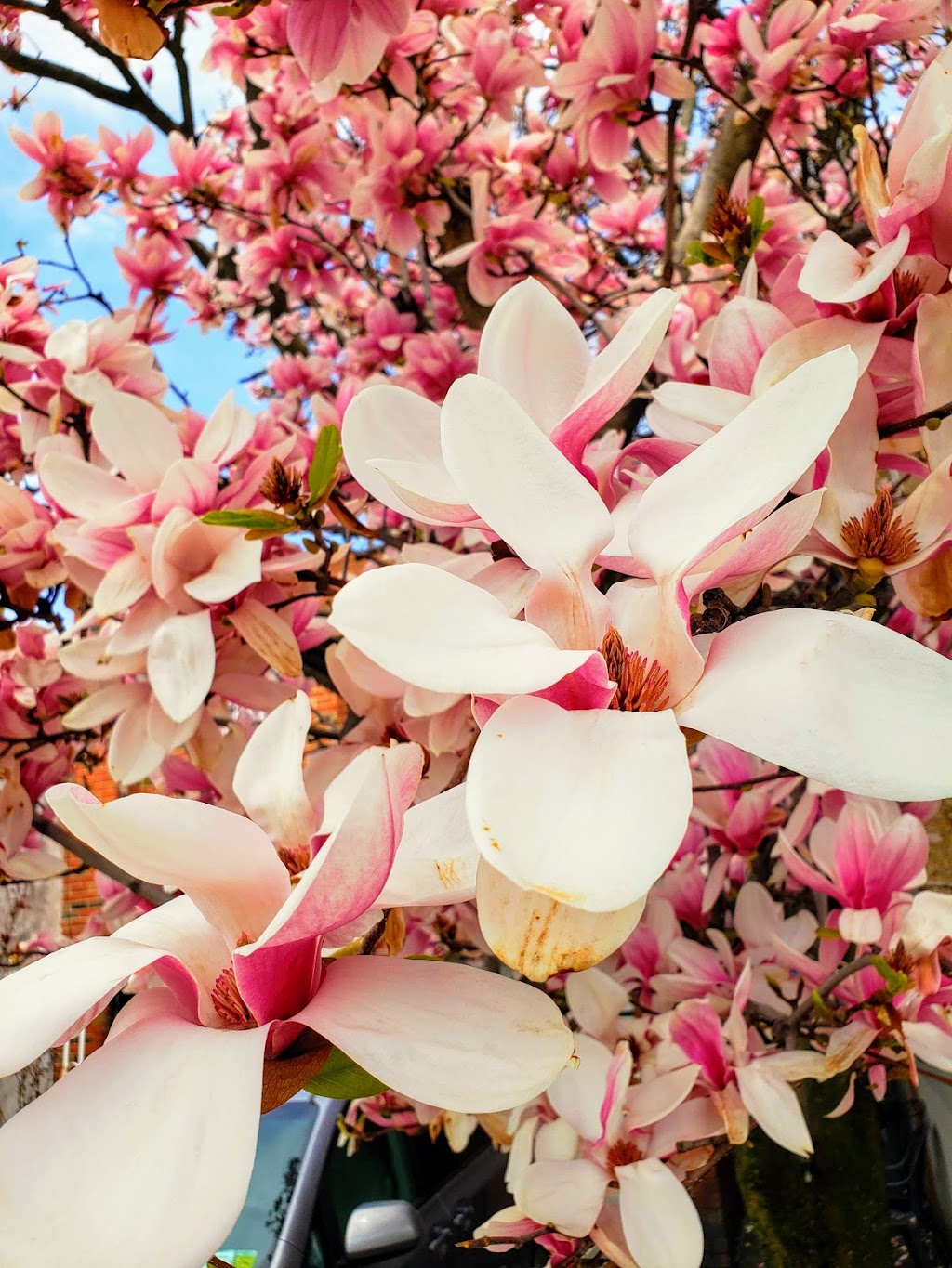 Al Kareem Grocery and Halal Meat | restaurant | 1059 Allerton Ave, Bronx, NY 10469, USA | 7185190955 OR +1 718-519-0955