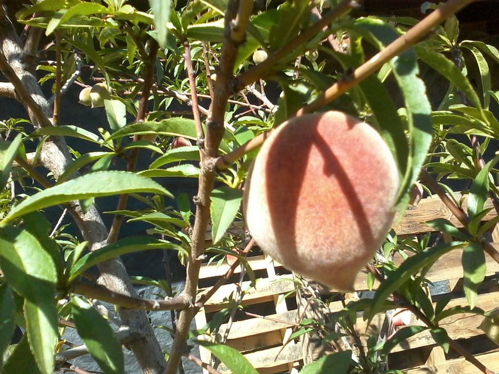 La Cabaña Del Adobe, Ruta Del Vino, Ensenada, B.C., Mexico. | restaurant | Ensenada, Baja California, Mexico | 016461839381 OR +52 646 183 9381