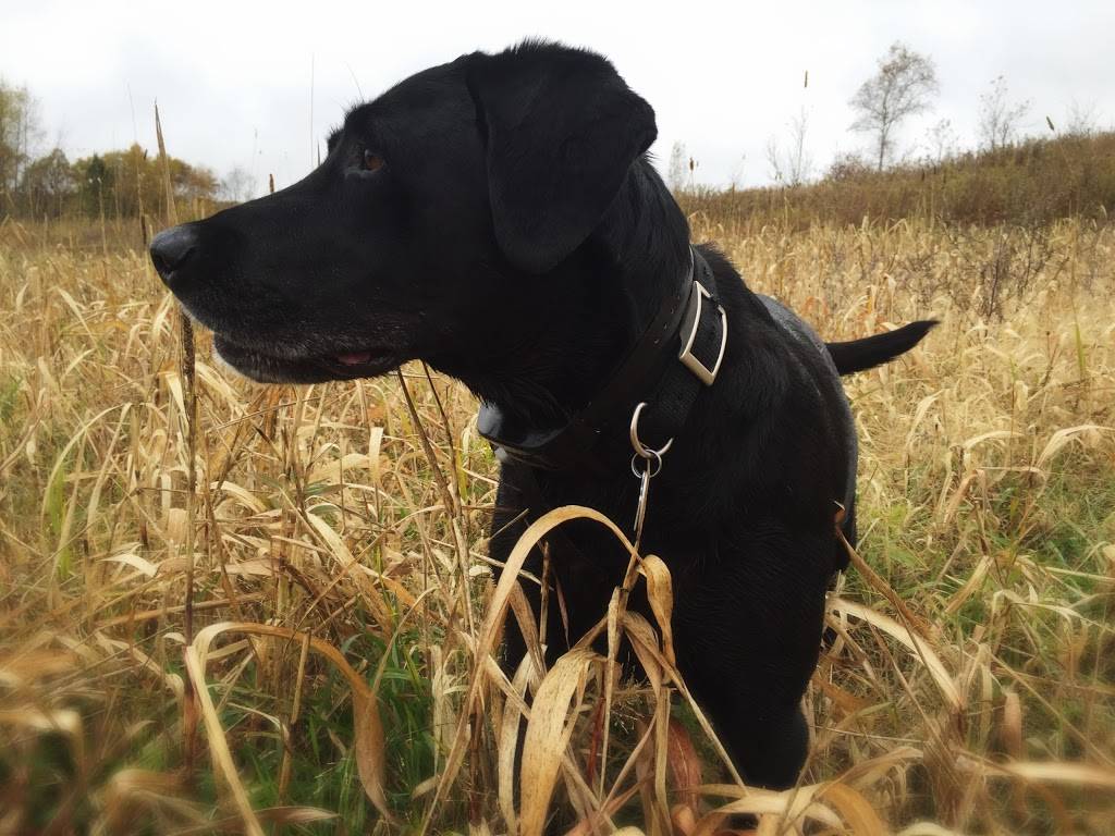 Summit Lake Game Farm | restaurant | 3730 N Marsh Lake Rd, Stone Lake, WI 54876, USA | 7153547241 OR +1 715-354-7241