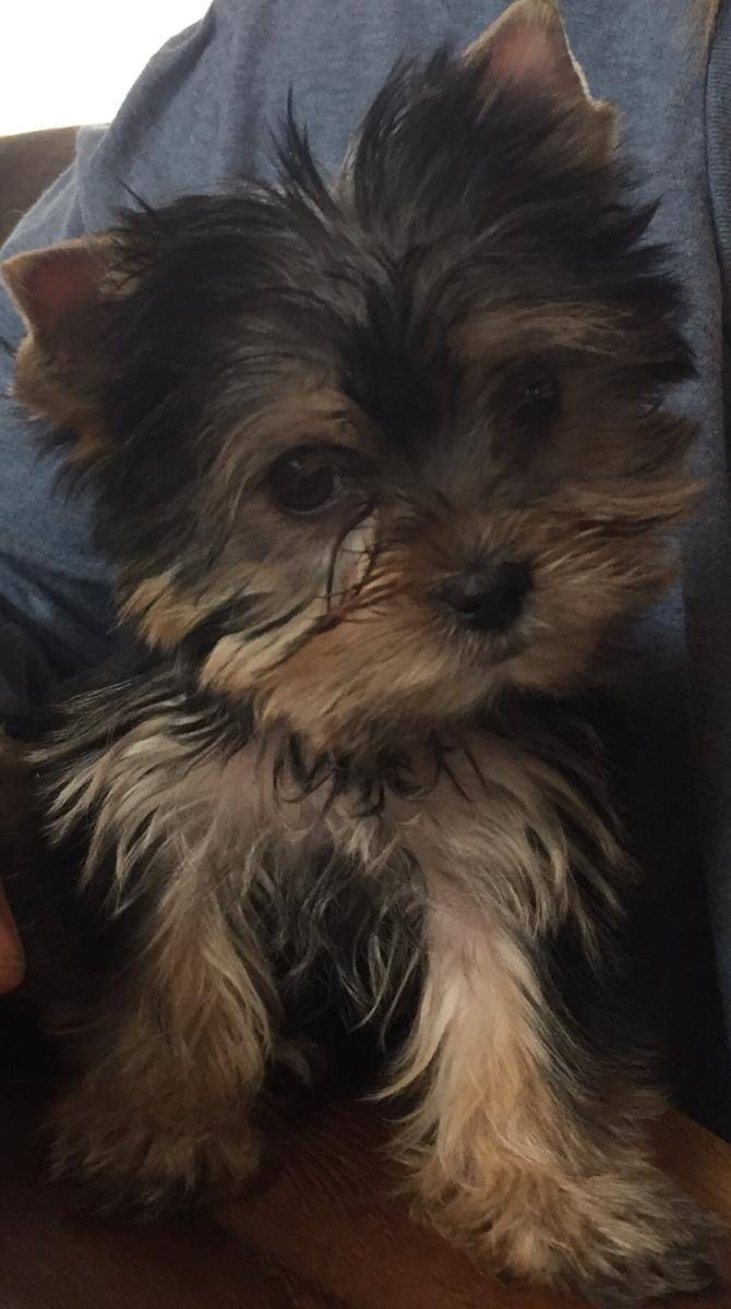 Restaurant John Le Grec - Pizza Delivery | meal delivery | 980 Boulevard de Sainte-Adèle, Sainte-Adèle, QC J8B 1S5, Canada | 4502294991 OR +1 450-229-4991