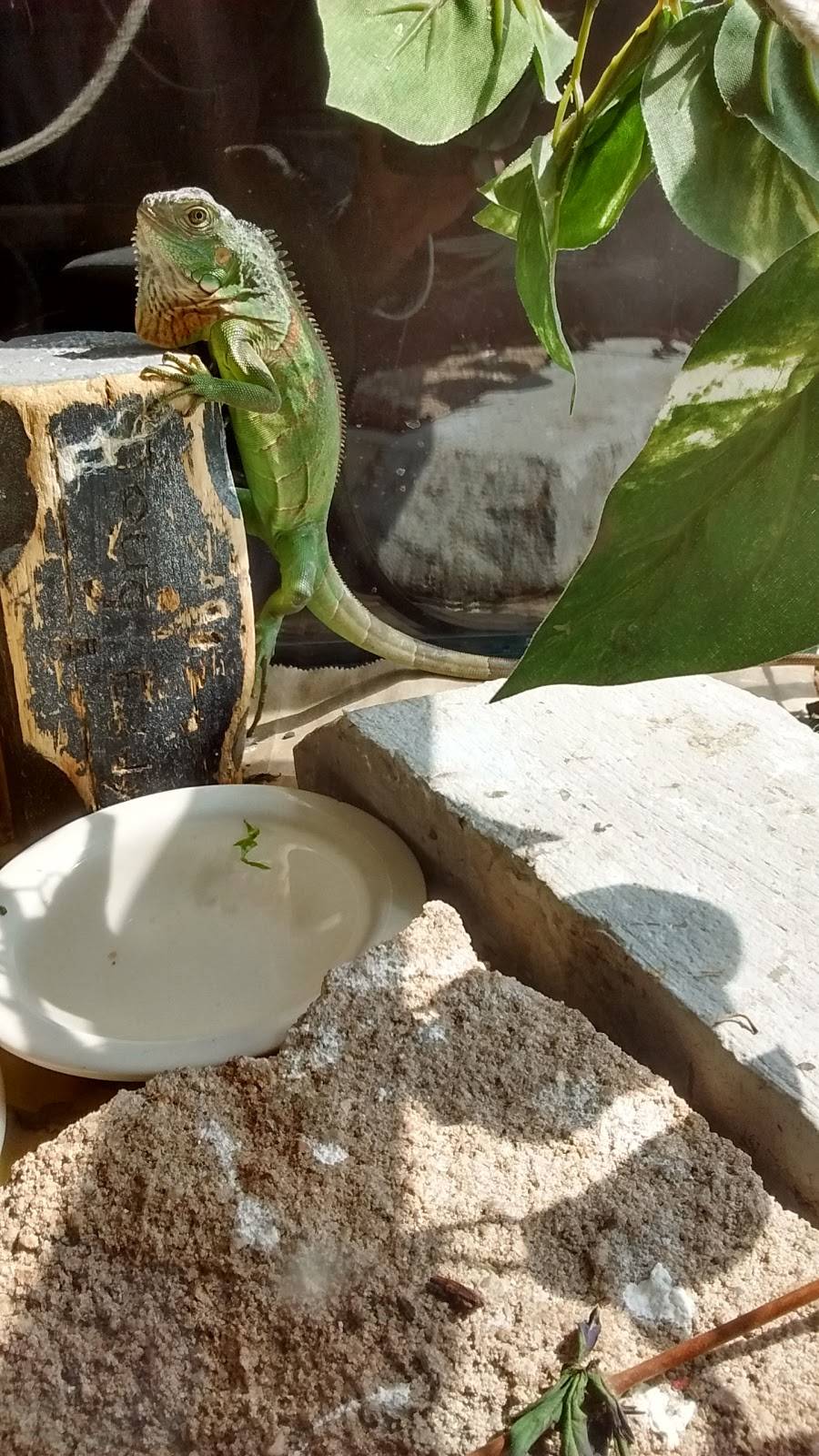 Izzys Mexican Flat Grill | restaurant | 25702 E Admiral Pl, Catoosa, OK 74015, USA | 9183790903 OR +1 918-379-0903