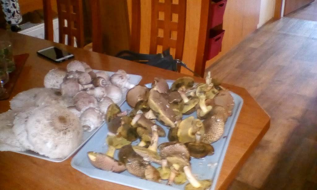 Subway | meal takeaway | 1201 E Main St Space A, Santa Maria, CA 93454, USA | 8059224521 OR +1 805-922-4521