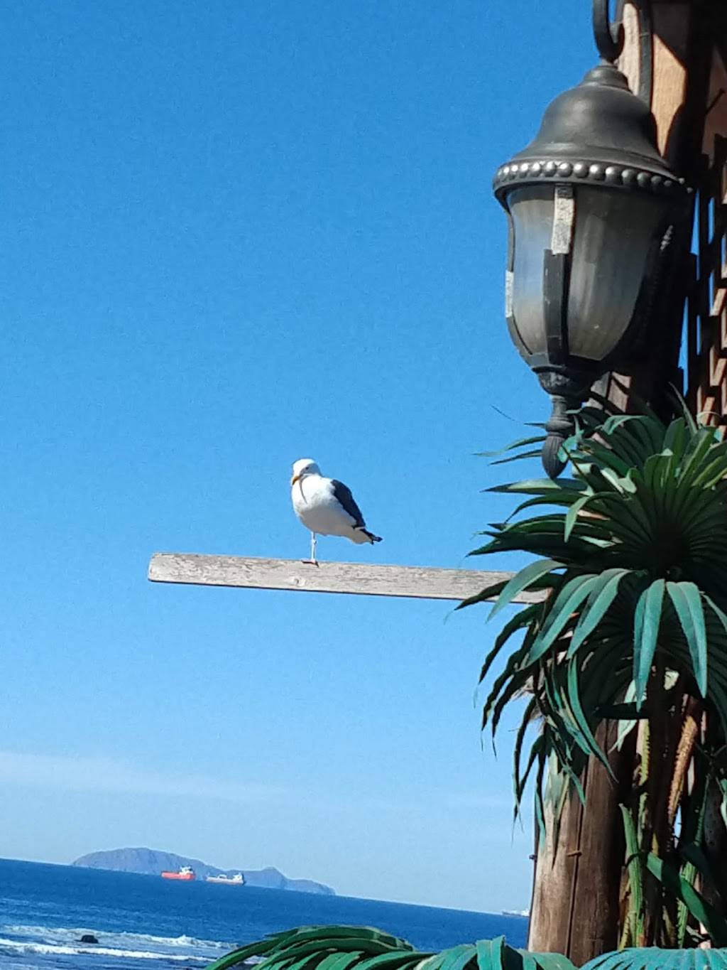 Van Tortas | restaurant | Valente Cordero 761, Lucio Blanco, 22706 Rosarito, B.C., Mexico | 016645563562 OR +52 664 556 3562
