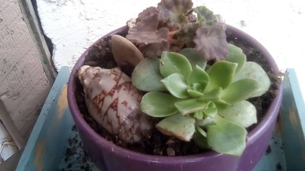 Mi Casa Café | restaurant | 85 Woodland Ave, San Rafael, CA 94901, USA | 4154826581 OR +1 415-482-6581