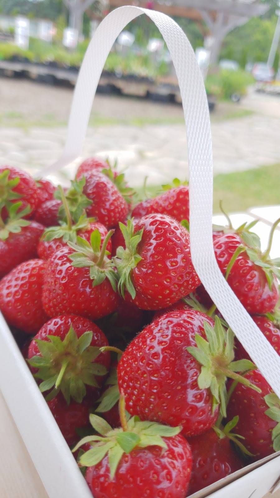 Wards Berry Farm | bakery | 614 S Main St, Sharon, MA 02067, USA | 7817843600 OR +1 781-784-3600