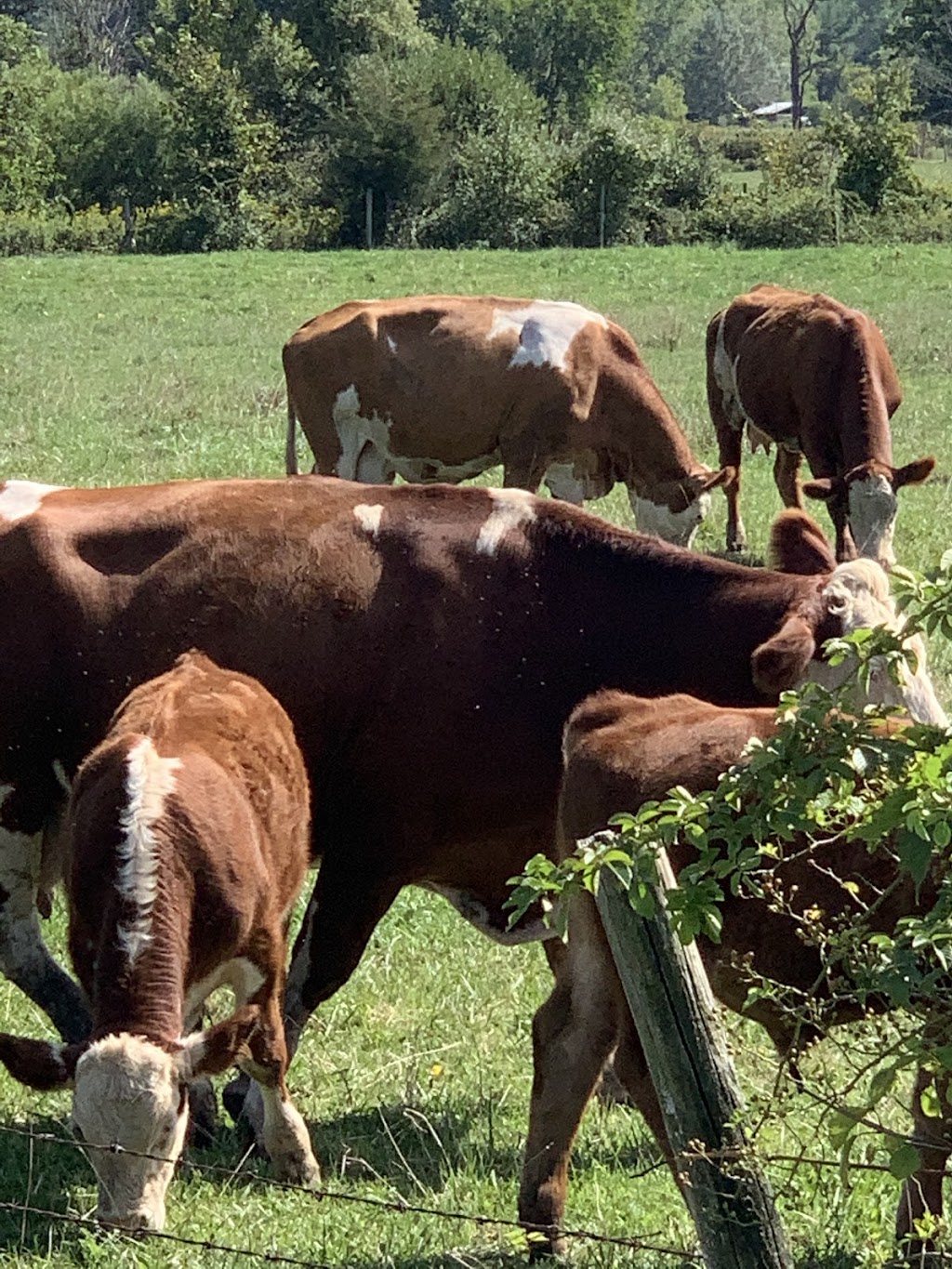 Little Creperie | cafe | 102 S Prospect Ave, Clarendon Hills, IL 60514, USA | 6303252231 OR +1 630-325-2231