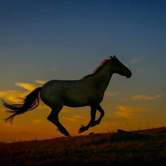 Joes Restaurant and Bar | restaurant | 277 Hwy 92, Crawford, CO 81415, USA | 9709211036 OR +1 970-921-1036